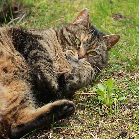 Haus Oberberg - Ozonowane - Orly Turystyki 2024 Pensión