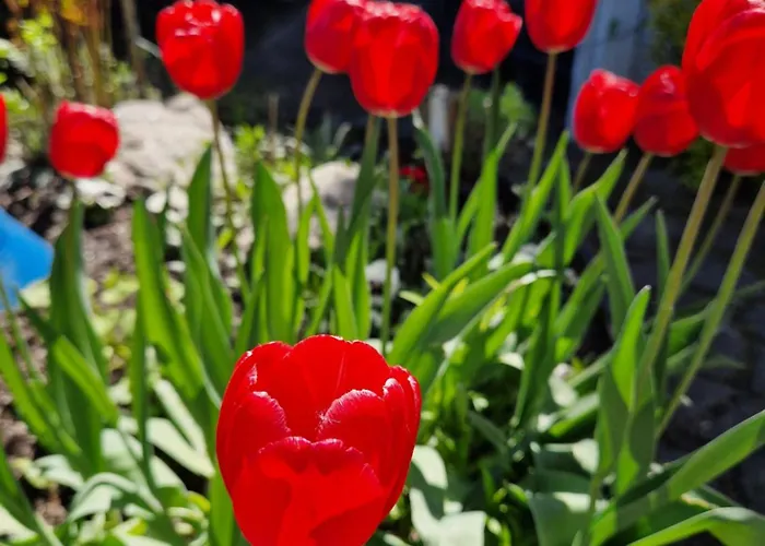 Haus Oberberg Guest house 4*